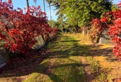 Sítio Produtivo em Jaceruba/RJ – Oportunidade em Piscicultura Ornamental e Ranicultura