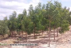 Extrato Seco de Nim Indiano 100% Natural - Orgânico para Controle de Pragas em Animais