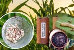 Cotesia Flavipes – Inseticida Biológico em Tubetes para Controle da Broca-da-Cana