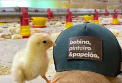 Bobina de Papelão para Aviário – Forro Ninho (Cama de Frango) em Sidrolândia MS
