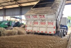 Bagaço de Cevada para Alimentação de Gado Leiteiro, Corte, Ovinos e Caprinos