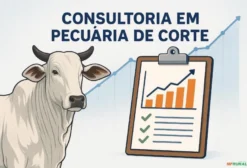 Consultoria em Pecuária de Corte - Pará de Minas/MG