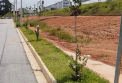 Serviço de Arborização Urbana Planejada em Itapetininga