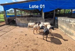 Leilão de Animais UnB – Gado Bovino e Ovinos em Itaúna/MG