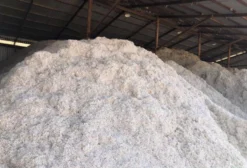 Caroço de Algodão para Alimentação Animal – Venda por Tonelada em Buritis/MG