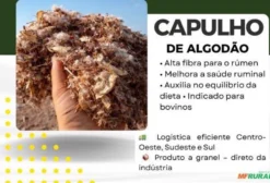 Capulho de Algodão para Bovinos - Volumoso para Corte e Leite