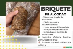 Briquete de Algodão para Nutrição Animal e Confinamento