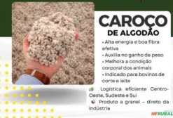 Caroço de Algodão para Nutrição Animal – Bovinos de Corte e Leite