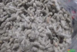 Torta de Algodão Granel 32% PB para Nutrição Animal - FOB Primavera do Leste/MT