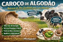 Caroço de Algodão para Nutrição Animal - Ideal para Bovinos