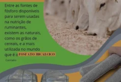 Fosfato Bicálcico 19% P – Suplemento Mineral para Nutrição Animal (Maringá/PR)