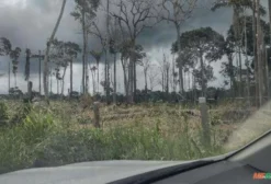 Fazenda na Amazônia com Potencial Florestal e Pecuário – 53.500 ha em Feijó/AC