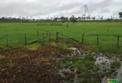 Fazenda Produtiva com 2.100 ha em Macapá – Ideal para Arroz, Soja, Gado e Condomínio com Marina