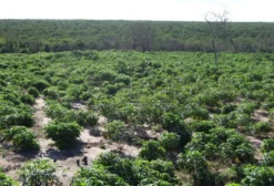 Área Rural para Arrendamento de Energia Solar e Eólica em Igaporã, BA