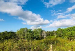 Fazenda para Arrendamento para Energia Solar em Una, BA – Documentação Completa