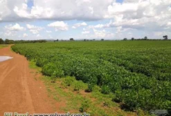 1300 Hectares para Arrendamento em Montividiu do Norte, GO – Terras Planas e Produtivas para Soja ou Gado