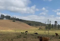 Terreno Plano para Arrendamento em Lamim – MG (8 hectares) Próximo a Subestação