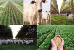Arrendamento de Fazenda em Luciara - MT - 5.000 ha para Pecuária