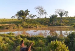 Fazenda com 200 Hectares de Terra Formada em Acrelândia – AC