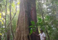 Fazenda com 1.683 ha em Rio Preto da Eva – Madeira Licenciada, Piscicultura e Potencial para Crédito de Carbono