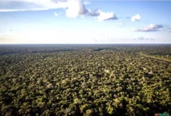 Área de 2.375 hectares com Mata Nativa para Compensação Ambiental e Crédito de Carbono - Novo Aripuanã/AM