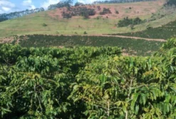 Terreno Rural com Café Arábica e Conilon em Plena Produção – Afonso Cláudio/ES