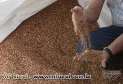 Sorgo Grão para Nutrição Animal – Venda CIF/FOB