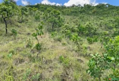 Fazenda para Pecuária com 200 Alqueires e Licença de Desmatamento em Colinas do Sul - GO