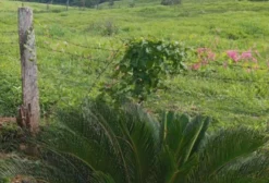 Fazenda de 420 Alqueires para Pecuária com Excelente Logística e Abundância de Água em São Luís/MA