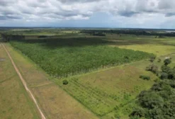 Fazenda com Açaizal Irrigado de 900 hectares em Cachoeira do Arari - PA