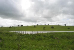 Procuro Arrendamento de Área Rural para Criação de Gado em Campos/RJ