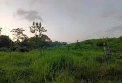 Sítio Reis em Pacajá - PA: 55 hectares com pastagem e grande potencial produtivo