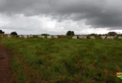 Fazenda de Criação de Gado Nelore com Irrigação à Venda em Alagoinha - PB