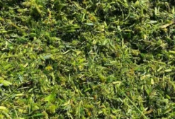 Silagem de Braquiária Premium para Gado de Corte e Leite