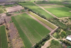 Fazenda de Fruticultura com Uva e Manga no Vale do São Francisco – 2.000 Hectares