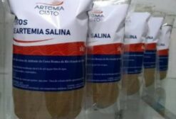 Cisto de Artêmia Salina de Alta Eclosão para Nutrição Animal