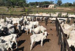 Fazenda Produtiva Soledade e Travessia: 760 ha com Gado em Carolina - MA