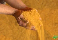 Farelo de Milho DDG S para Nutrição Animal em Coromandel, MG