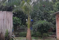 Palmeira Imperial Adulta à Venda em Manaus/AM