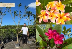 Jasmim Manga (Plumeria rubra) Adulto – 2,0 a 3,0 m – Rosa e Salmão
