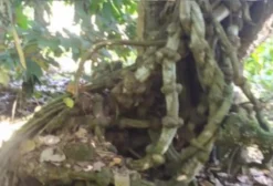 Cipó Mariri (Jagube) e Chacrona (Rainha) – In Natura e Desidratado
