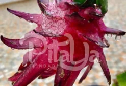 Mudas de Pitaya Vermelha Polpa Vermelha – Exótica e Rentável