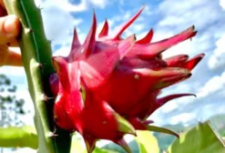 Mudas de Pitaya Polpa Vermelha/Roxa – Variedades Autoférteis e Produtivas