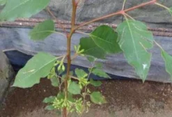 Mudas de Eucalipto EUFAT - Floração Contínua para Apicultura
