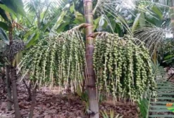 Mudas de Açaí Anão Precoce Embrapa