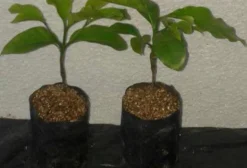 Clone de Café Arábica Catucaí Amarelo Enxertado – Mudas Precoces
