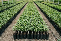 Kit Pomar Frutífero Completo – Mix de Mudas Enxertadas