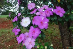 Muda de Manacá da Serra (Tibouchina Mutabilis) – Árvore Ornamental com Flores Brancas, Rosas e Roxas