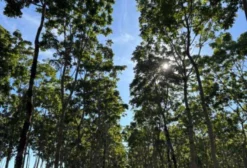 Floresta de Mogno Africano com 16 Anos – Madeira Nobre para Investimento