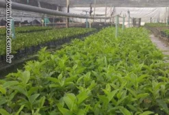 Mudas de Goiaba Paluma Livres de Nematoides – Viveiro Registrado com Análise da Embrapa